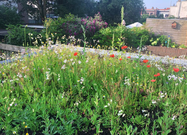 Biodiversdak dakbloemenweide