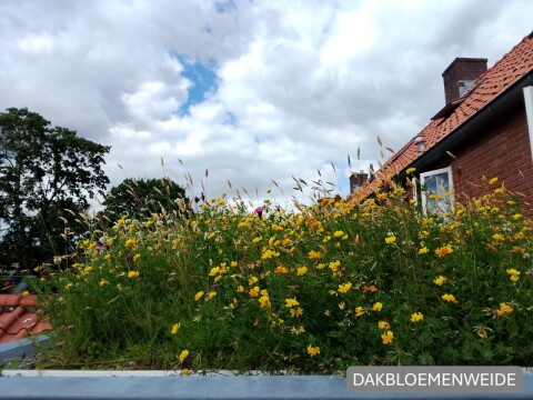 Dakbloemenweide met watermerk4