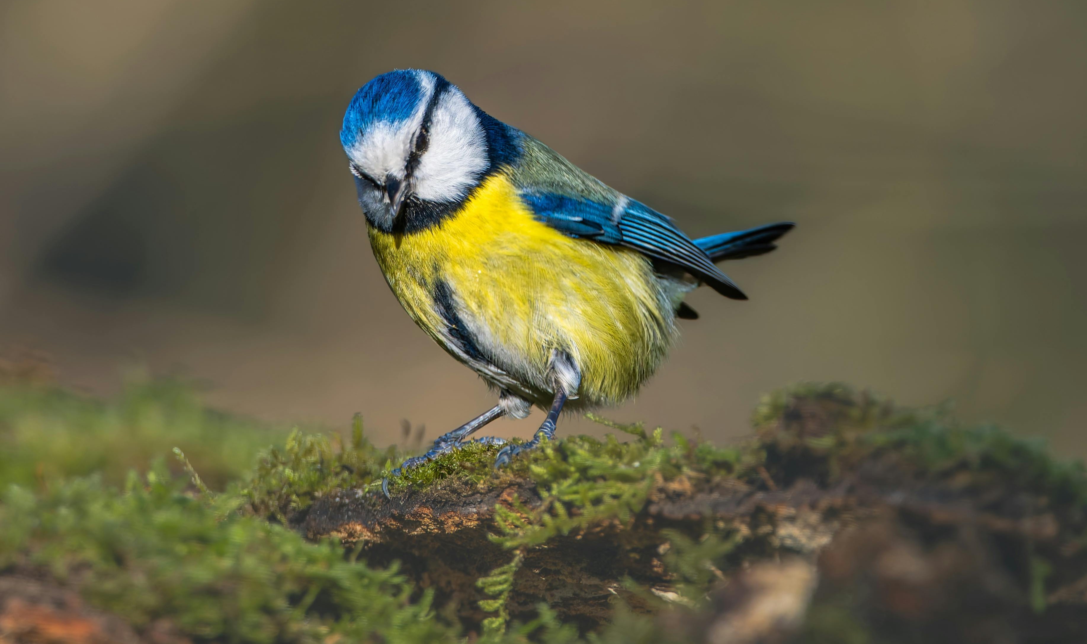 Koolmeesje op het dak