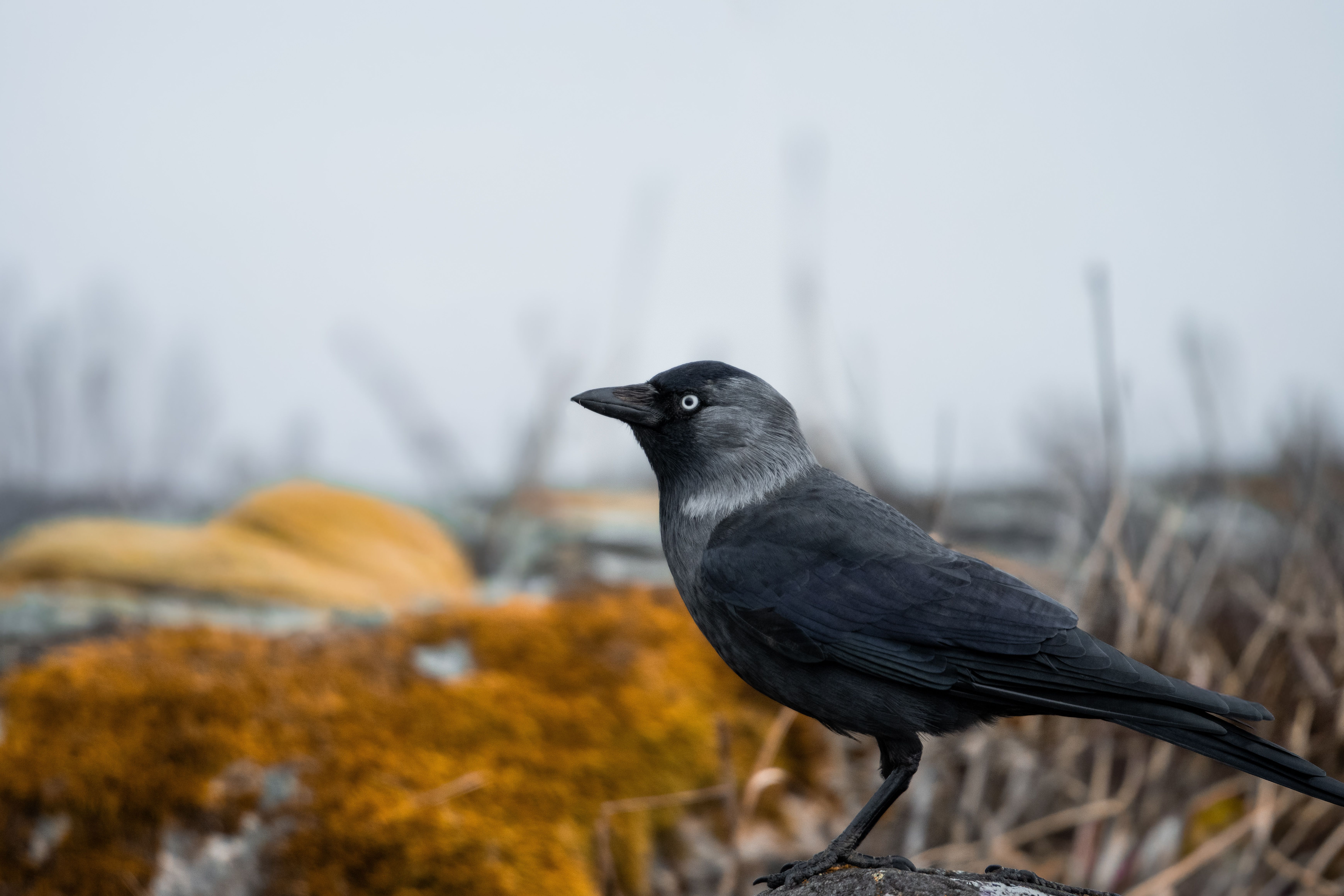 Kraai op het groene dak
