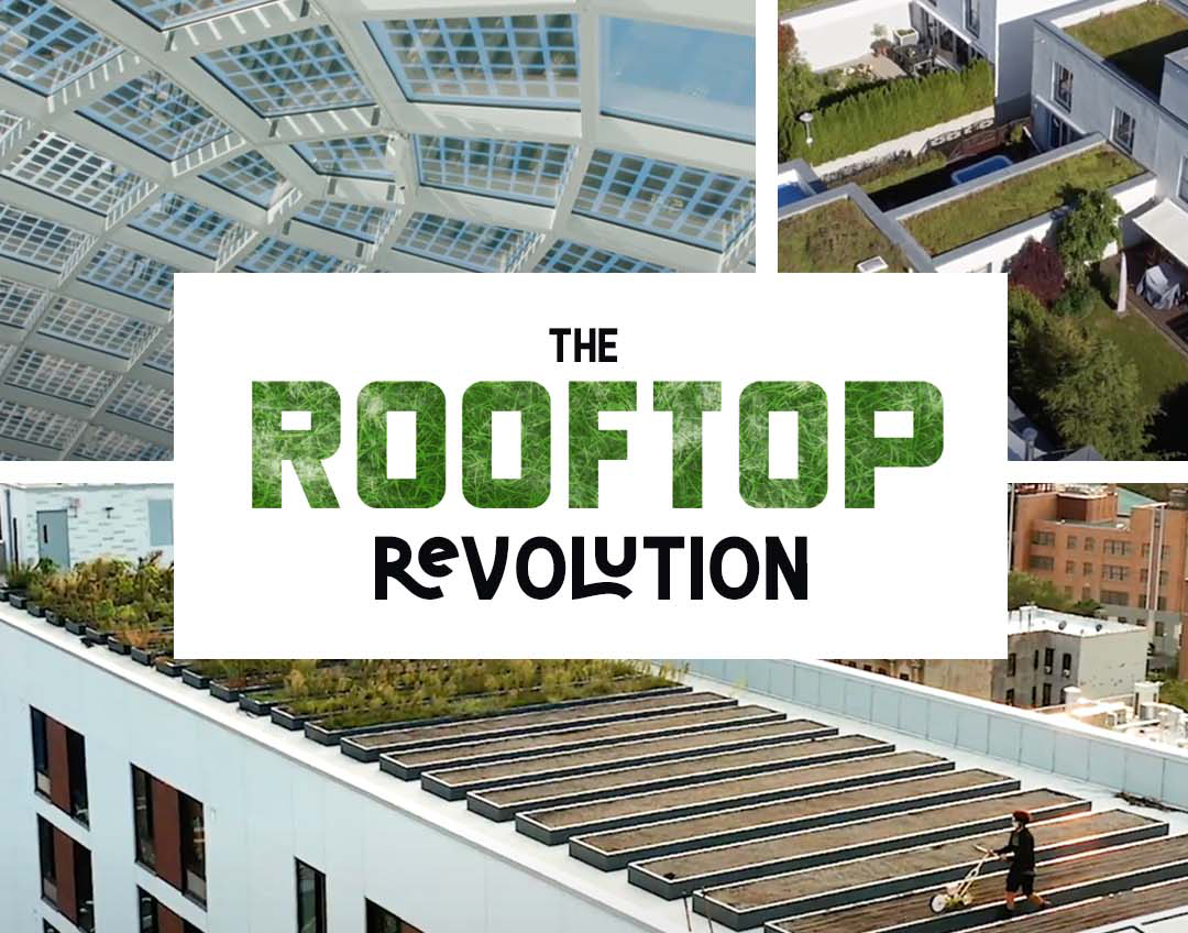Duurzame groene daken uit de film Rooftop Revolution op het Waterbear Network